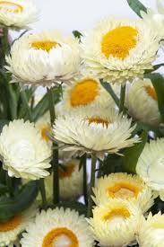 Image result for Helichrysum zeyheri