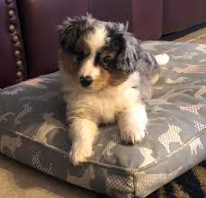At a breeder you can expect to pay about $1000 for a miniature australian puppy. Miown Miniature Australian Shepherd Puppies Home Facebook