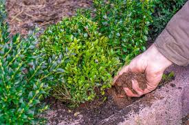 Buchs verträgt jeden rückschnitt, eignet sich daher auch als kleinbaum, für kübel und lässt sich sogar auf nur 15 cm höhe als beeteinfassung. Buchsbaum Dungen Wann Wie Womit Plantura