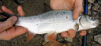 Ikan putih atau ikan berdaging putih (bahasa inggris: Ikan Putih Wikipedia Bahasa Indonesia Ensiklopedia Bebas