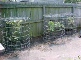 Bird Netting For Blueberries Back Yard Organic Vegetables Garden Netting Berry Garden Bird Netting
