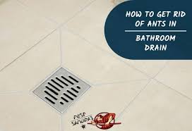 Pour baking soda down your sink drain. How To Get Rid Of Ants In Bathroom Drain A Complete Guide Pest Samurai