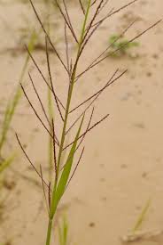 Image result for Lipocarpha chinensis