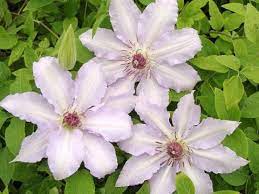 You play as john, a smuggler on the run with his daughter, claire. Clematis Claire De Lune From Plantlust Com Clematis Beautiful Blooms Bloom