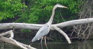 Water Birds Of Northern Illinois Photos Great Blue Herons At Skokie Lagoons Blue Heron Heron Photo