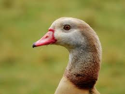 Check spelling or type a new query. Wallpaper Paruh Fauna Burung Air Merapatkan Bebek Itik Angsa Dan Angsa Margasatwa Unggas Air 4608x3456 903907 Hd Wallpapers Wallhere