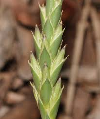 Image result for Elytraria