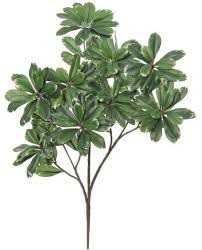 Image result for Pittosporum