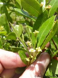 Image result for Gerrardinaceae