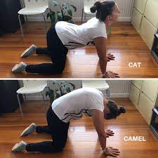 Melbourne sports physiotherapy essendon 319 views3. Cat Camel Exercise Osteopath Dr Rebecca Naylor Explains The Thoracic Exercise