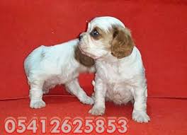 Cavalier King Charles Yavru Fiyatlari 05412625843 Cavalier King Charles King Charles Cavalier