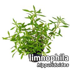Image result for Limnophila ceratophylloides