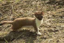 Das hermelin (mustela erminea), auch großes wiesel oder kurzschwanzwiesel genannt, ist eine raubtierart aus der familie der marder (mustelidae). Hermelin Junior Ranger
