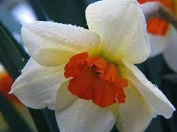 Narcis Geranium Narcissus Tazetta Geranium Mijntuin Org Geraniums Daffodils Daffodil Flower