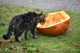 Thankfully, a pristine pumpkin pie, its top smooth as a secluded pond at daybreak, is well within your reach. Purrfect Pumpkin Pie And Other Holiday Capers With Dog And Cat Wild Reiki And Shamanic Healing