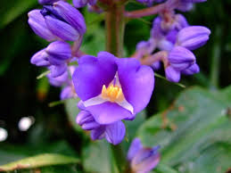 Image result for Vitex thyrsiflora