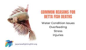 Do Betta Fish Die Easily The Most Common Reasons Bettas Die