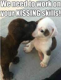 Funny Dog Pictures With Funny Sayings Wallpapers Cute Animals Funny Animals Baby Animals