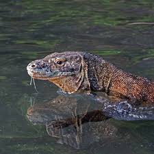 If Komodo Dragons Could Qualify For Triathlons They Would Surely Sweep The Race Dragons Can Run Up To 20kph And Easily Swim Between The Neighbouring Islands Of