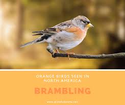 Bird With Orange Wings Orange Birds Seen In North America Brambling In 2020 Birds Orange Bird Bird Species