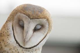 One of the most widespread of all landbirds, found on six continents and many islands. Free Access Endangered Barn Owls Released Uncategorized Hoosiertimes Com