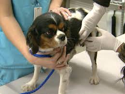 Our adoptions staff will be in touch. Top Volunteer Opportunities For Animal Lovers In Denver Cbs Denver