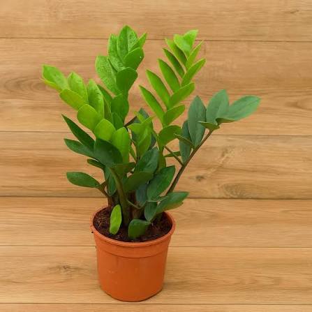ZZ Plant