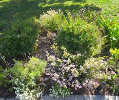 The golden breath of heaven is the same bold or subtle garden accent. Late To The Garden Party My Favorite Plant This Week Coleonema Pulchellum Sunset Gold