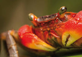 Image result for Mesanthemum glabrum