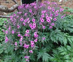 Geranium Maderense Flowers Geraniums Garden Plants