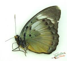 Image result for Odontosoria afra