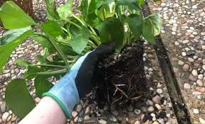 This means very little increase in size, deterred development, and high susceptibility to diseases. Do You Suspect Your Plants Are Suffering From Root Rot Katy Christian Magazine