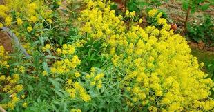 Jardin Anne Frank The Marais Paris Travel To Eat Anne Frank Jardin Paris Travel