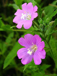 Image result for Epilobium