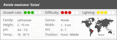 Image result for Rotala fontinalis