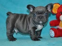 Raw dog food, nutritional boosters, dog dental care French Bulldog Puppies For Sale In Gainesville Ga Pets Lovers