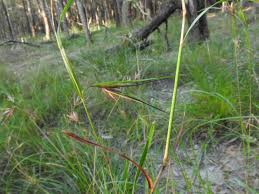 Image result for Themeda triandra