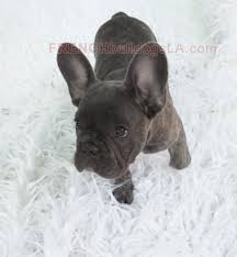 Jack is a male, reverse brindle french bulldog. Blue French Bulldog Reverse Brindle Puppy 02 French Bulldog Dog French Bulldog White French Bulldog Puppies