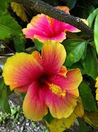 Der Anbau Von Hibiskus Ist Eine Sehr Einfache Moglichkeit Ihrem Garten Ein Exotisches Flair Zu Verleihen W Anbau Ein Hibiskus Blumen Pflanzen Pflanzen