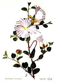 The philippines adopted the sampaguita (arabian jasmine, jasminum sambac) in 1934 as its national flower because it symbolises purity and cleanliness due to its colour and sweet smell. The Unsung Heroine Artist Who Helped Save Israel S Wildflowers Zack Rothbart The Blogs