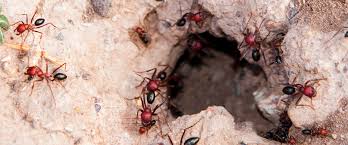 In the southern hemisphere, the yellow crazy ant's reputation for destruction and its fearsome jets of acid make it public enemy number one. Understanding A Fire Ant Colony