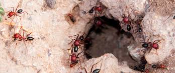 Dinoponera hunting ants are the largest ants in the neotropics. Understanding A Fire Ant Colony