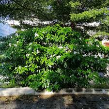 Image result for Tabernaemontana brachyantha