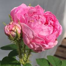 Find images of white moss rose. Berenger