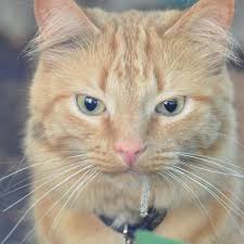 Lowest price guarantee · easy returns & exchanges · since 1992 Why Does My Cat Drool When I Give Them Medicine Reasons And Prevention