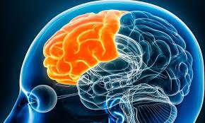 Image result for Frontal Lobe