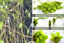 Image result for Marsdenia dregea