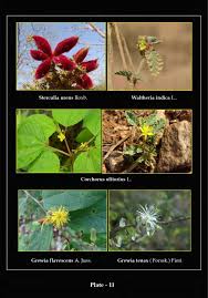 Image result for Pleurolobus salicifolius