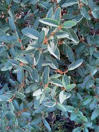 Image result for Bolusiella talbotii