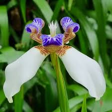 Image result for Neomarica northiana